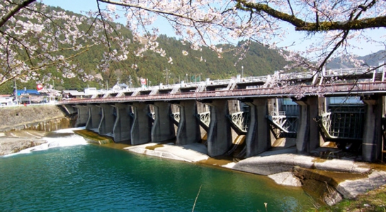sakura_oo6.jpg