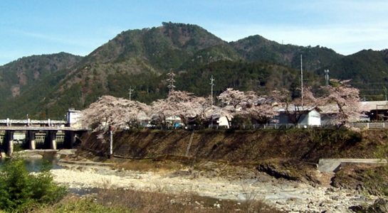 sakura_oo1.jpg