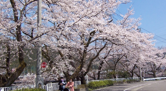 sakura_oo2.jpg