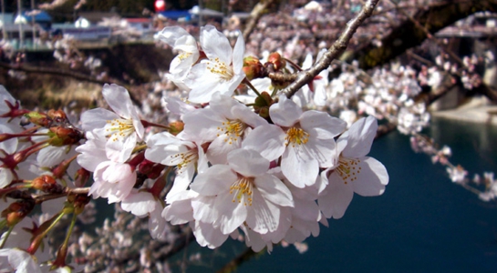 sakura_oo3.jpg