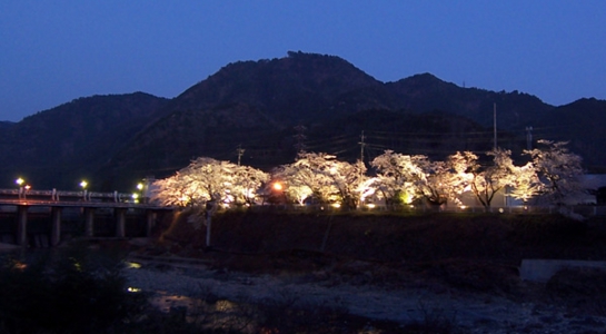 sakura_oo4.jpg