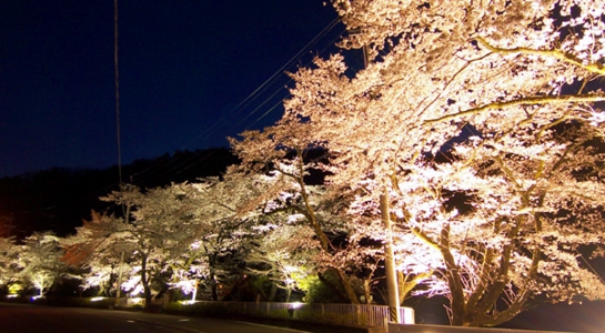 sakura_oo7.jpg