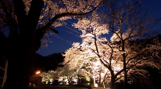 sakura_oo5.jpg
