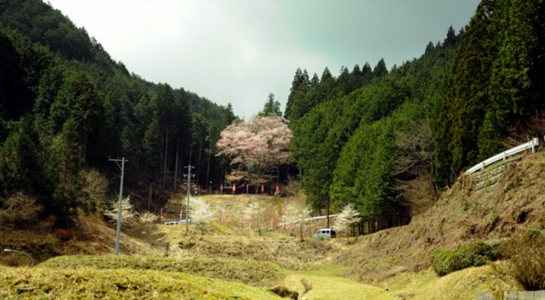 sakura_take01.jpg