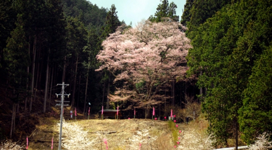sakura_take02.jpg