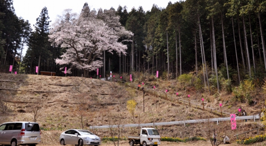 sakura_take03.jpg