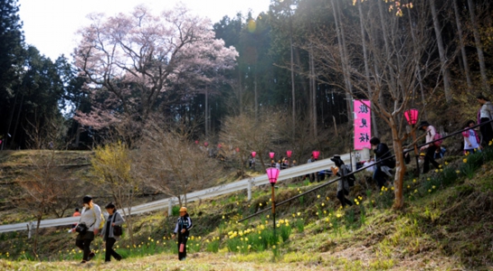 sakura_take04.jpg
