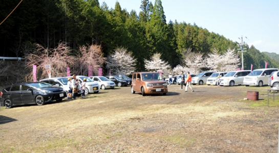 sakura_take05.jpg