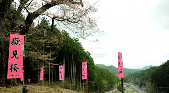 sakura_take15.jpg