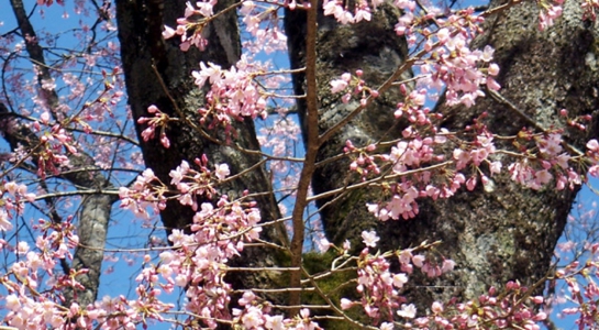 sakura_take11.jpg