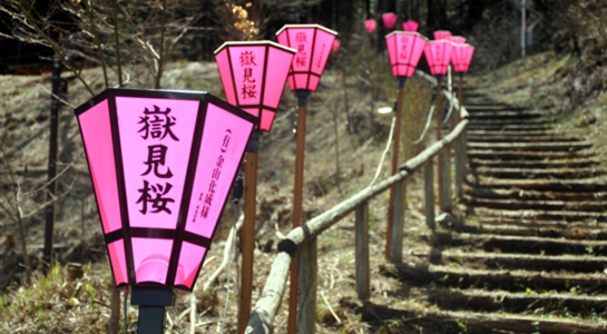 sakura_take16.jpg