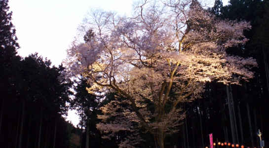sakura_take17.jpg