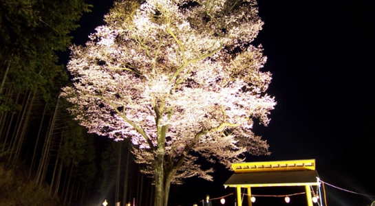 sakura_take18.jpg
