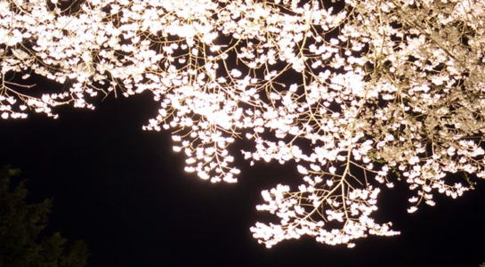 sakura_take19.jpg