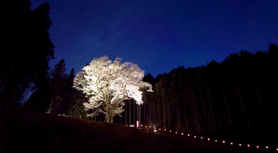 sakura_take20.jpg