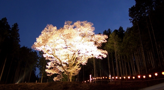 sakura_take21.jpg