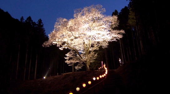 sakura_take22.jpg