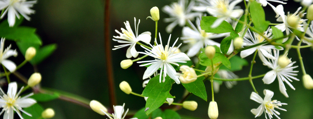 p_botanzuru2_20250722210427547.jpg