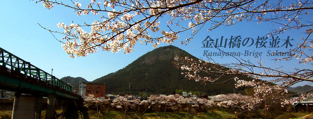 sakura_kanayama.jpg